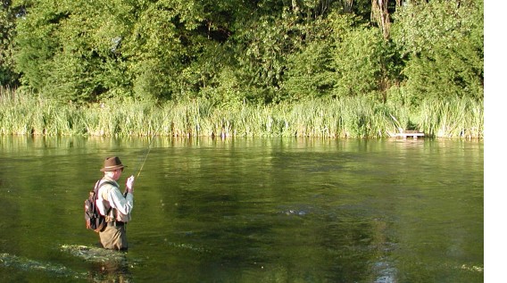 Playing a good brown trout on the upper river Test
